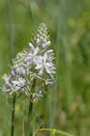 Atlantic camas